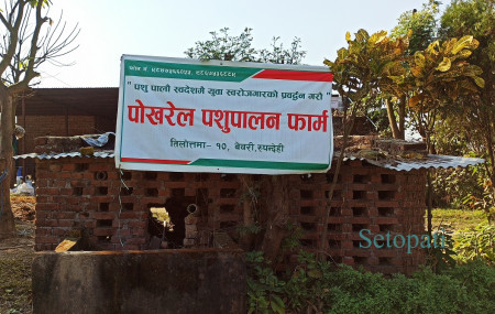 गणेशप्रसाद पोखरेल र उनकी श्रीमती विष्णु पोखरेलले सञ्चालन गरिरहेको फार्म। तस्बिरः भगवती पाण्डे/सेतोपाटी